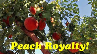 Harvesting Peach Royalty The Peach To Grow In Warm Climates