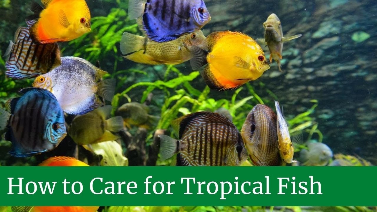 How to Care for Tropical Fish How to care for tropical fish tank