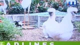 Ornamental chicken farming in kerala - Exotic and fancy chickens (show quality)