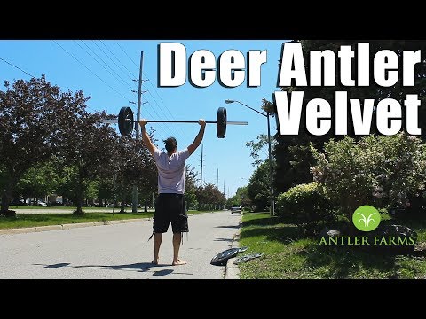 Deer Antler Velvet Extract for IGF-1 & Recovery | Antler Farms Review