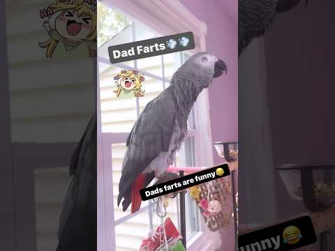Symon says: Dads farts are funny💨🤣#africangrey #funnyparrot #birds #pets #parrot #cag #gas #dad