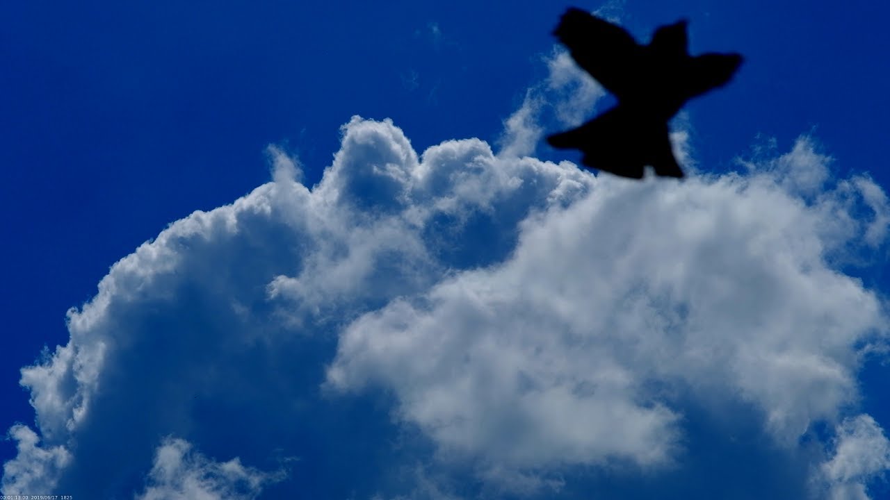 Krause - "Paingod" (black skymilkers)