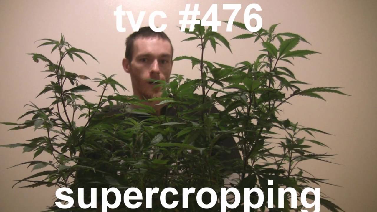 tokin daily: supercropping