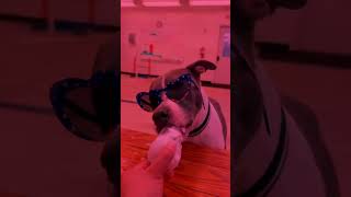 National Pet Vaccination Month 💉🐾 | These dogs love their shots 🍦❤️🐶