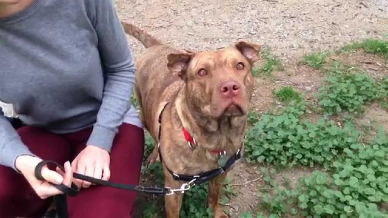 aspca near me Meet Sweetpea, the ASPCA Pet of the Week