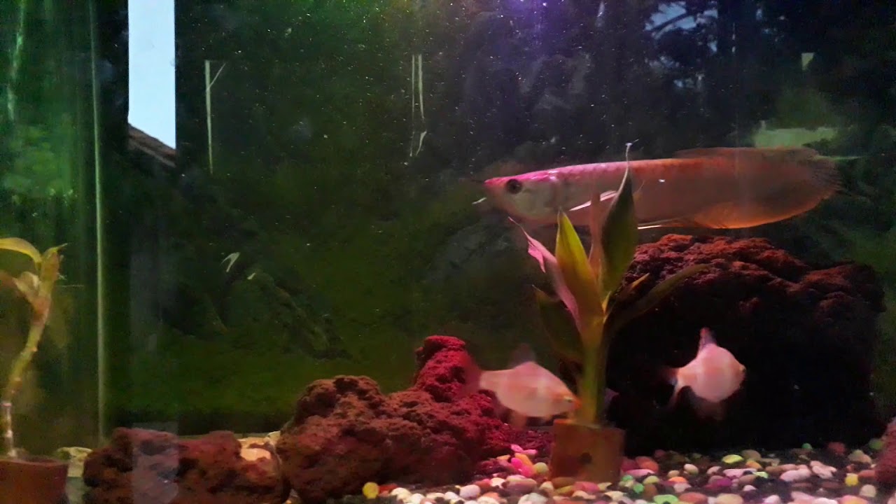 Ikan arwana Silver 15-20 cm