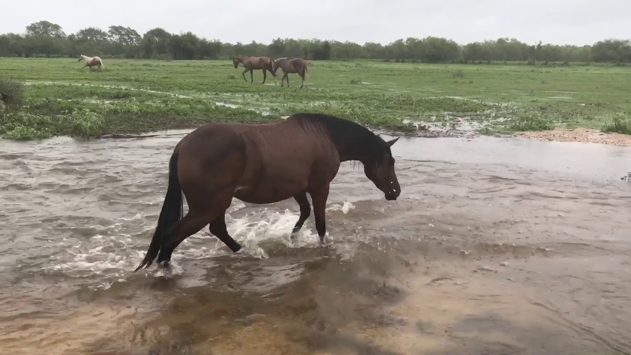 Hurricane Harvey Horse Crossing (8.27.17) YouTube