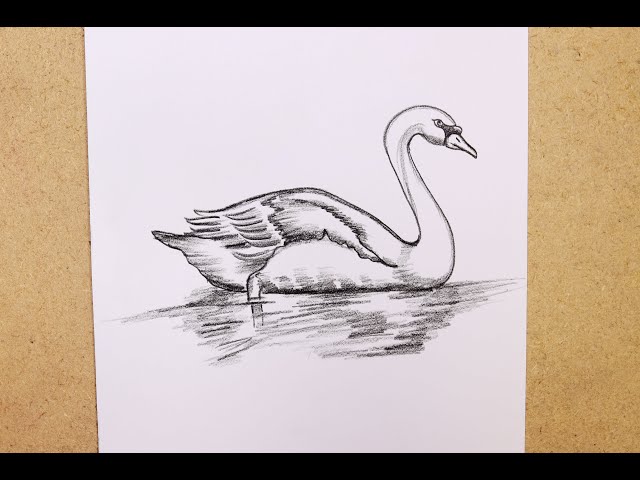 Pencil Drawing And Shading Beautiful Swan Picture ➤Easy