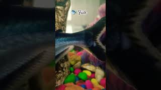 Beautiful Fishes love trending viral youtube shorts fish aquarium pets ytshorts