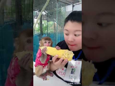 Monkey V.S. People