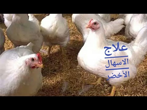 علاج الاسهال الأخضر عند الدجاج
