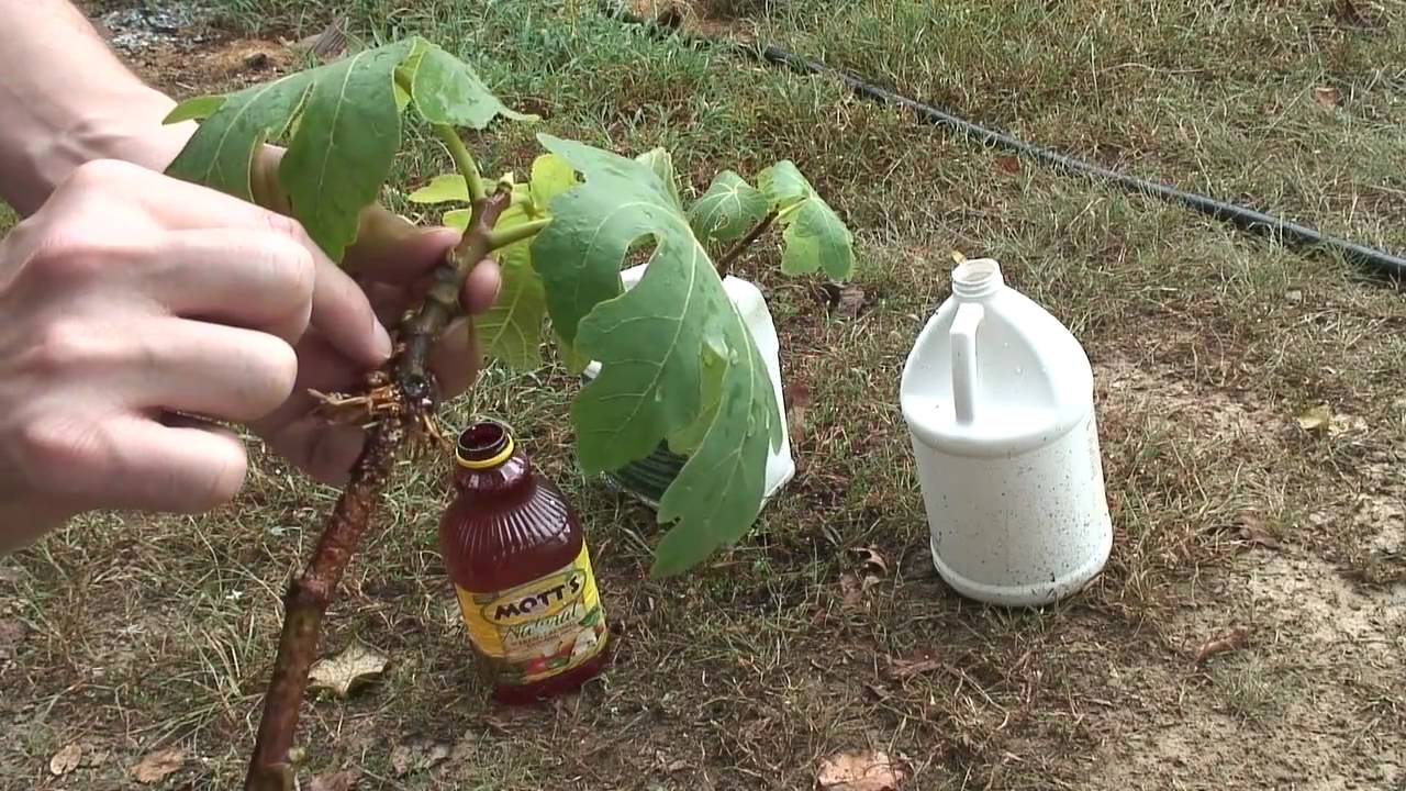 Fig Tree Propagation - Part 1 - YouTube
