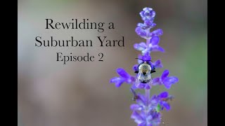 Rewilding a Suburban Yard - Episode 2