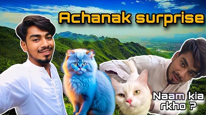 Video 11761701: cute persian cat