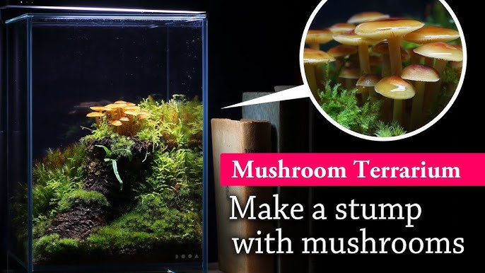 Mushroom Terrarium Kit