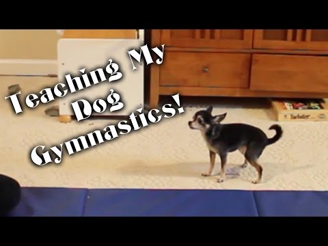 Teaching My Dog Gymnastics!