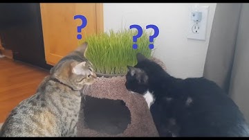 Cats React to Cat Grass - Is it Cat Approved?