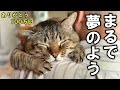 野良猫歴8年、家猫歴5ヶ月のおっさん猫ピースケ