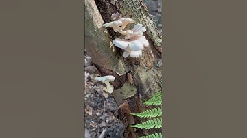 Thumbnail of Boczniak ostrygowaty. #mushroom #nature #fungi #grzyby #houby #las #forest