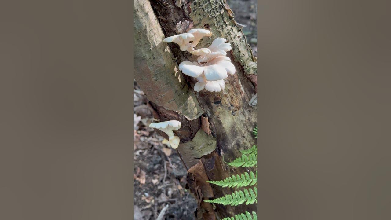 Boczniak ostrygowaty. #mushroom #nature #fungi #grzyby #houby #las #forest #pilze #setas