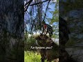 Рубашки на ВБ #175143421 #147310236 #хочувреки #рекомендации #треш