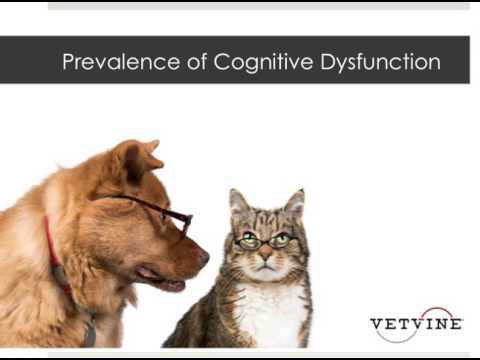 Video: Kognitivní dysfunkce u domácích zvířat