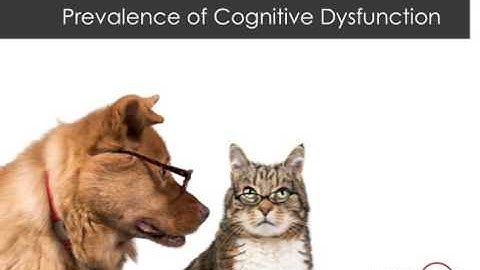 Cognitive Dysfunction - Brain Health in Aging Dogs and Cats