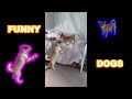 Funny dogs - catch me if you can game