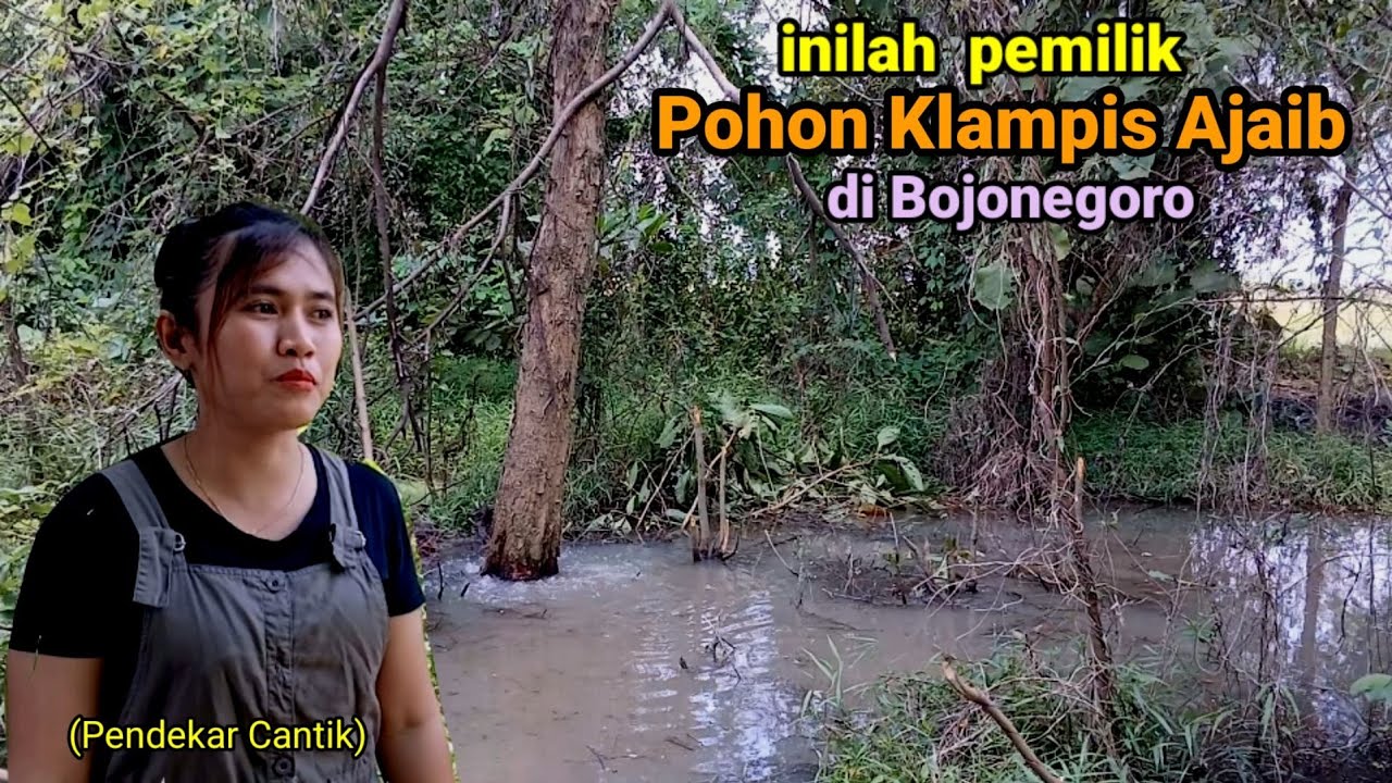 Ternyata pemilik pohon Klampis ajaib sumber Air Viral adalah Satpam Cantik pedesaan Bojonegoro.