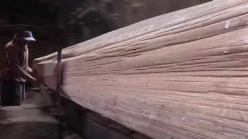 Ini dia Penampakanya..Kayu Jati Panjang Super Besar takluk di cabik gergaji