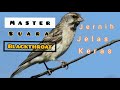 Masteran Suara Blackthroat Bisa Untuk Kenari Isian Mp3 - Mp4 Download