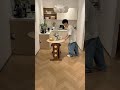 普段は小さく、必要な時だけ広く｜6人対応折りたたみテーブル#折りたたみテーブル #省スペース家具 #shorts #cuumy