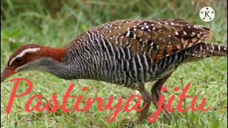 masternya Suara pikat Burung Sintar 2021