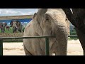 Дженни и Магда обожают общение с посетителями Тайгана! The elephants in Taigan!