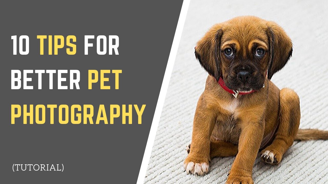 10 PET PHOTOGRAPHY TIPS How to Take GOOD Photos of Your Pets! YouTube