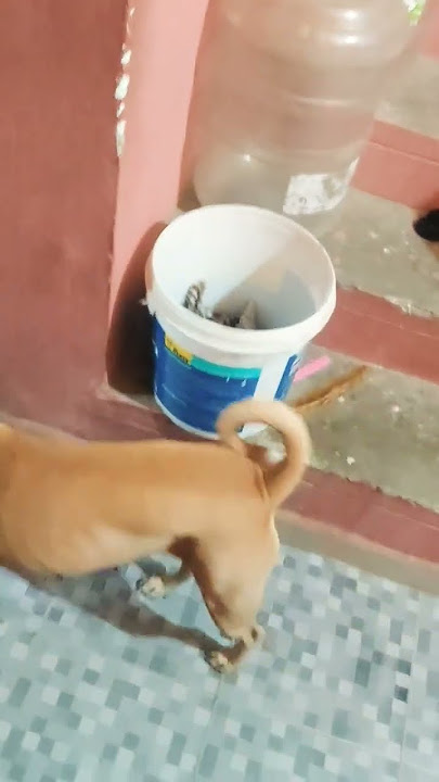 iii appa chicken 🍗 vangittu vandhutaru