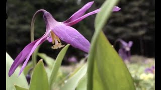 КАНДЫК - волшебный цветок сибирских шаманов