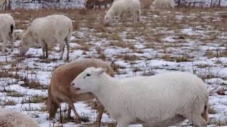 Got sheep? Easiest animal to winter on our farm. No hay, no grain = high profit.