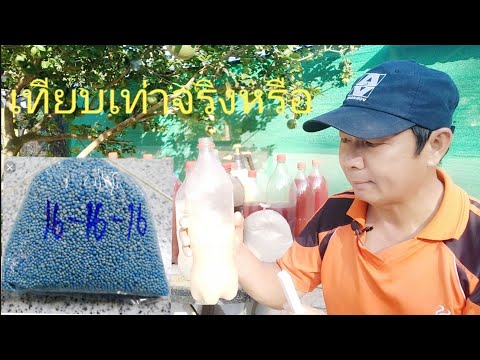 จุลินทรีย์น้ำซาวข้าว เทียบเท่าปุ๋ยเคมีสูตร 16-16-16 จริงหรือ..??