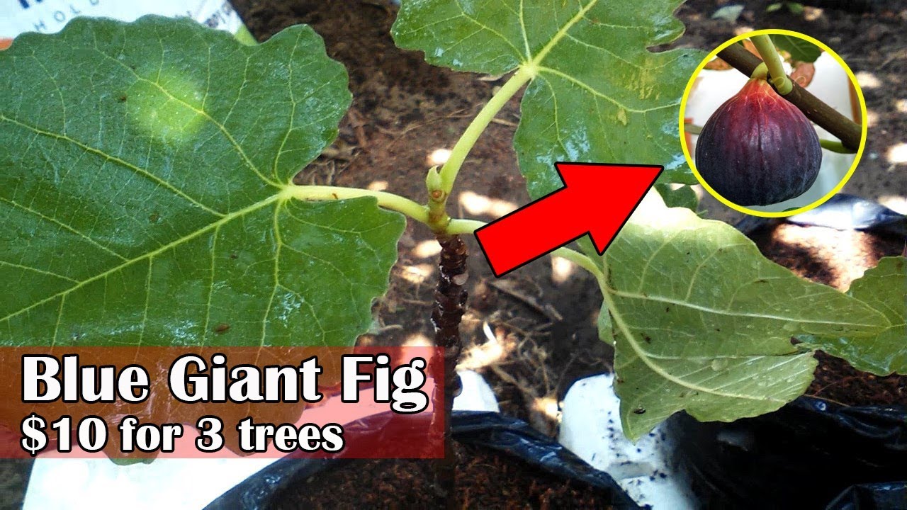 10 Blue Giant Fig Trees, Unboxing and Planting by Grafting Examples