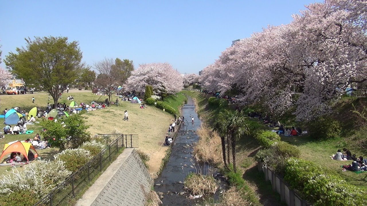 18 03 31 海老名市 相模三川公園 桜満開の様子 Youtube 18 03 31 海老名市 相模三川公園 桜満開の様子 Youtube