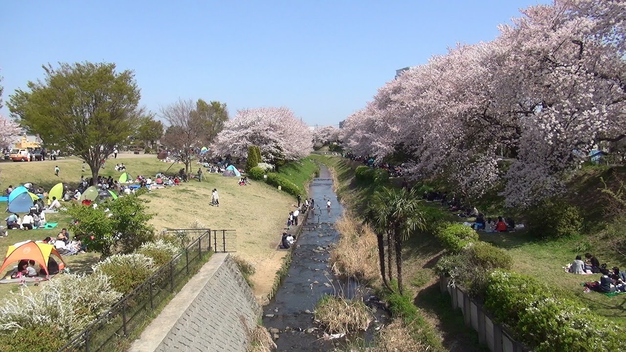 18 03 31 海老名市 相模三川公園 桜満開の様子 Youtube