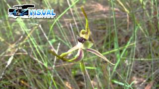 Stumpy Spider Orchid