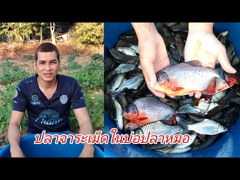 ดูปลาจาระเม็ดในบ่อเลี้ยงปลาหมอตัวใหญ่มาก|กบปลาพารวย