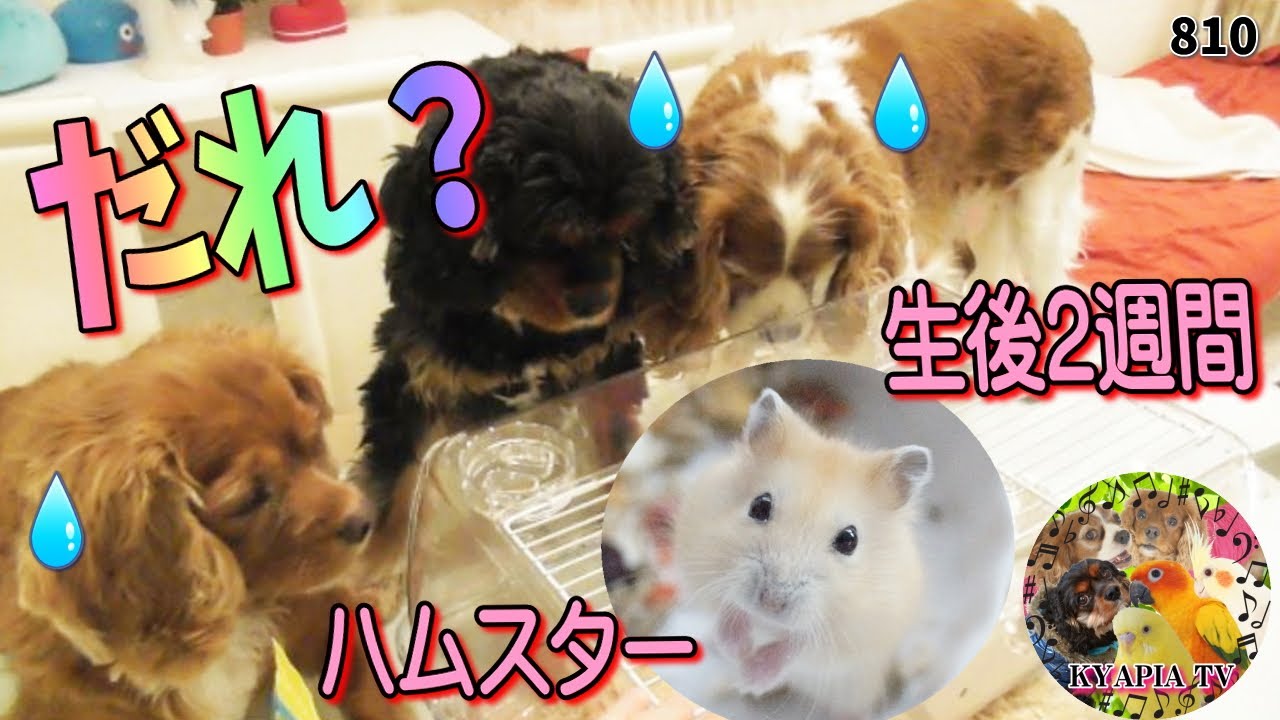ハムスターを初めてみた時の愛犬の反応が可愛すぎた！キャバリア810