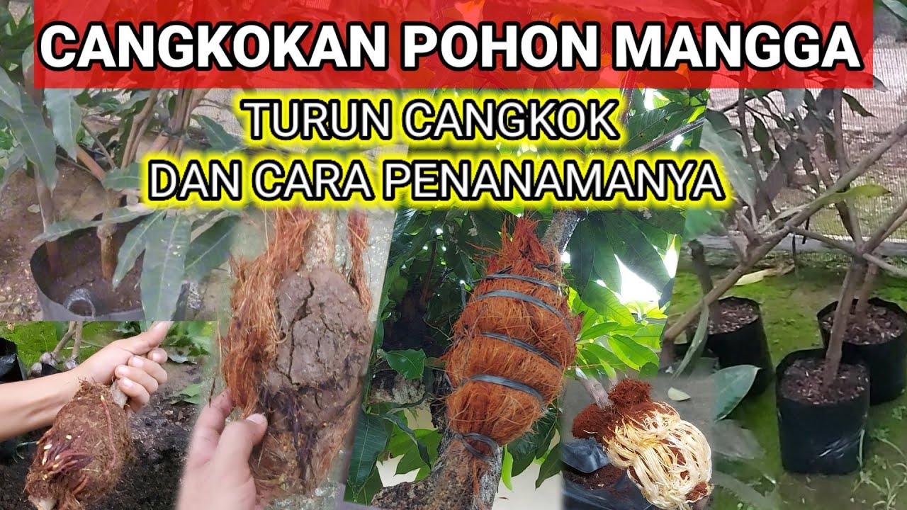 Cara menanam cangkokan yang baru turun cangkok agar tidak layu dan mati 🌳