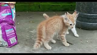 Cat eating mouse || cat video part 1  funny videos #cat #cats #catvideos  @Indian cats and dogs