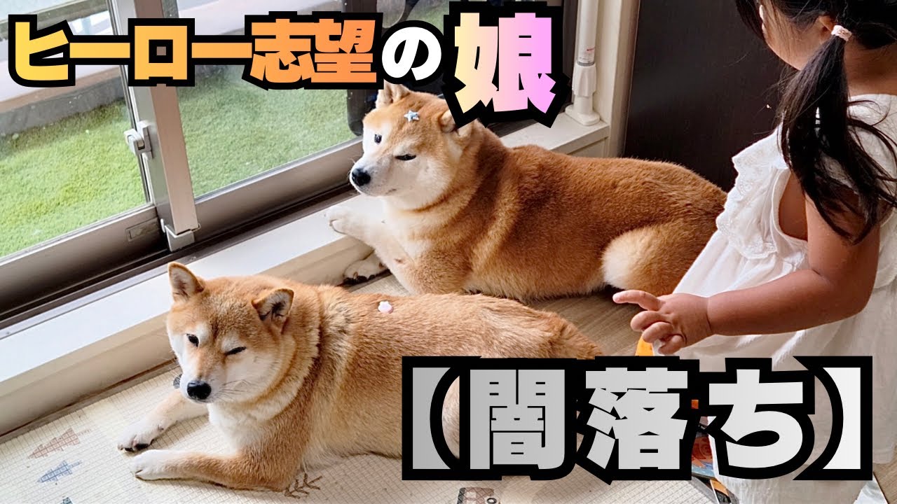 Bad News] A 3-year-old aspiring hero who idolizes a Shiba Inu