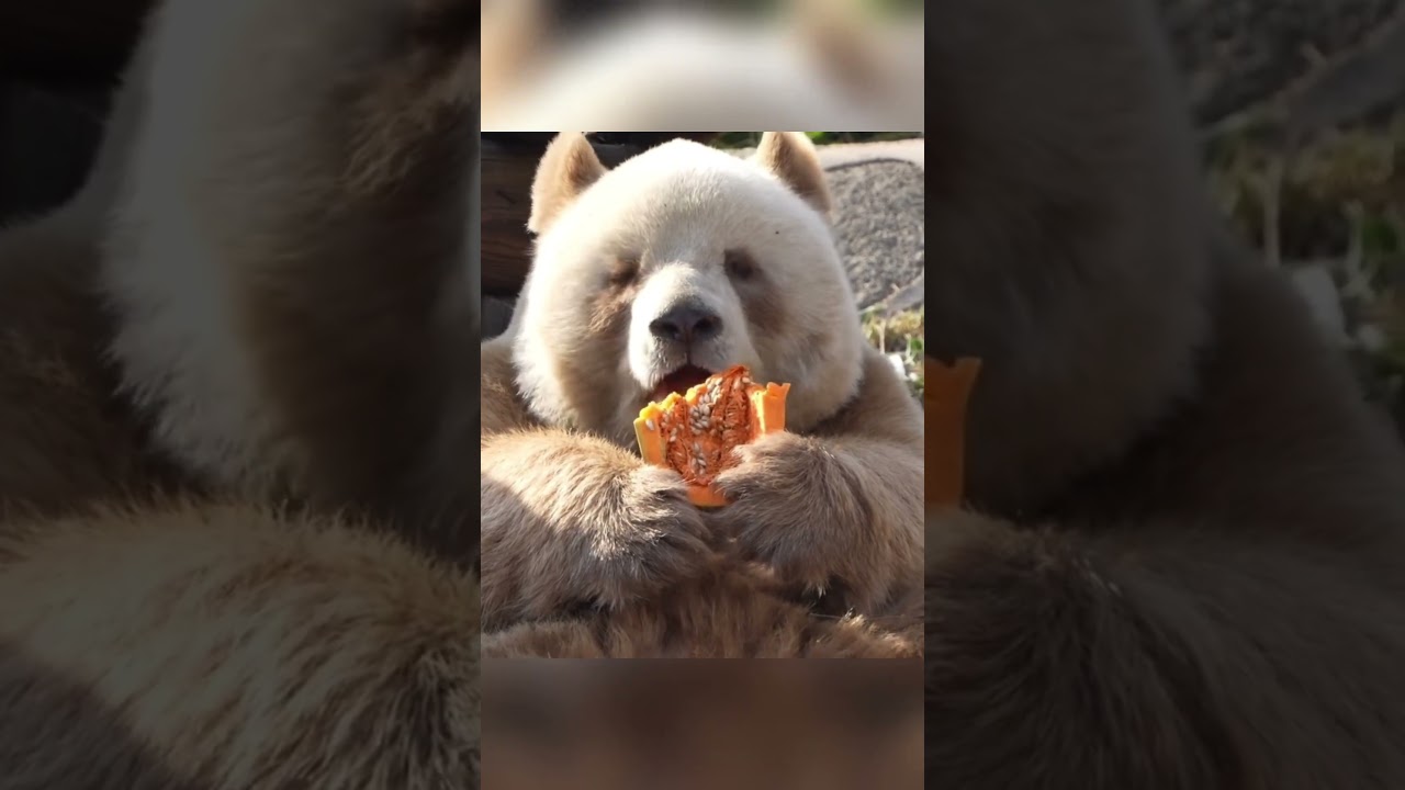 Qizai Panda's Pumpkin Feast! 🐼🎃 Fluffy Bear's Fresh Treat 