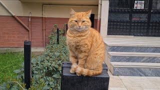 Friendly Cute Orange Cat.